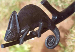 Chameleon of Parsoni